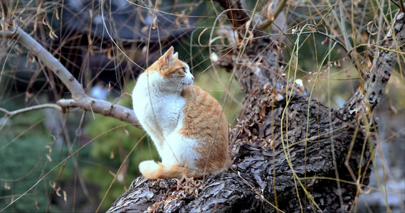 江南园林南京瞻园中式庭院里的猫视频