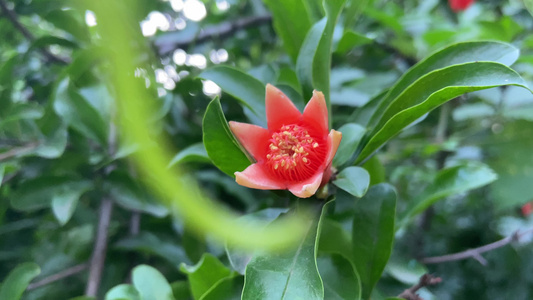 4K实拍自然风景石榴花石榴树视频