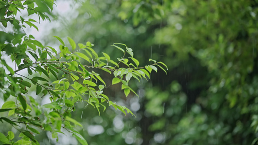 4k下雨春雨谷雨雨水意境空镜头视频