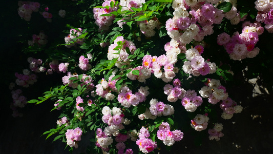 春天蔷薇花花朵开放4K视频