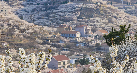 美丽乡村开满樱花的山谷延时摄影视频