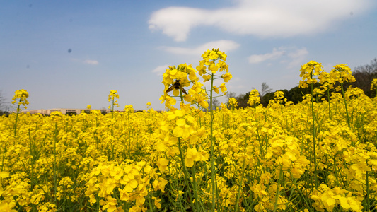 油菜花开视频