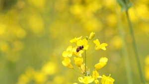 油菜花田蜜蜂采蜜80秒视频