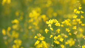 油菜花24秒视频