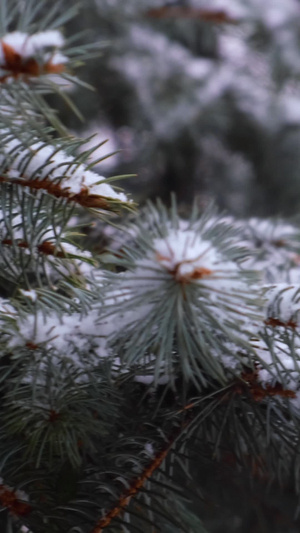 冬天下雪天气拉着行李箱出行的人们拉行李箱27秒视频