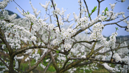 春季樱花桃花梨花实拍视频