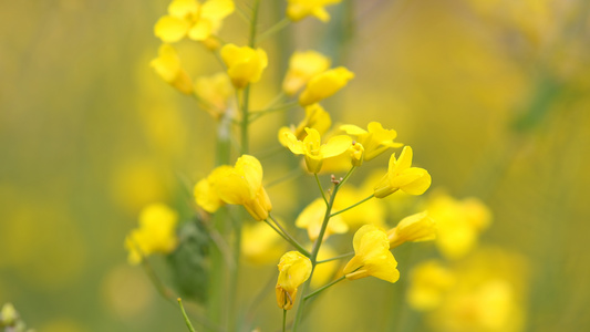 黄色的油菜花视频