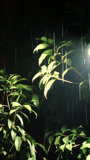 雨夜楼下路灯雨中路灯下雨天夜晚的路灯梅雨季18秒视频