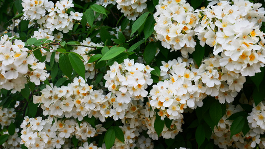 春天白色野蔷薇花花朵开放4K视频