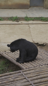 动物园熊72视频