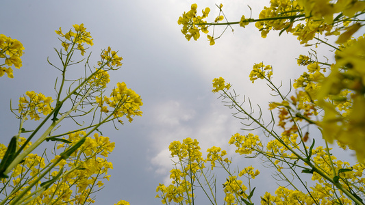 油菜花开视频