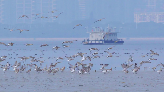 深圳湾湿地鸟类自然保护区视频视频