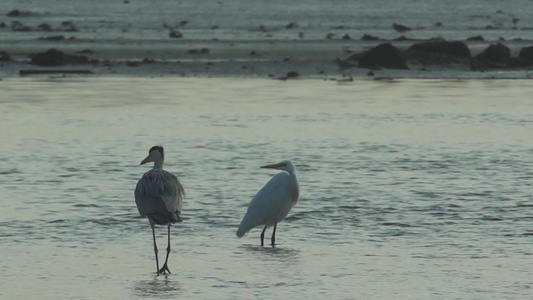 深圳湾湿地鸟类自然保护区视频视频