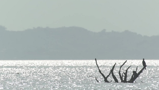 深圳湾湿地鸟类自然保护区视频视频