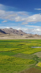 西藏定日地区喜马拉雅山脉自然风光航拍视频油菜花视频
