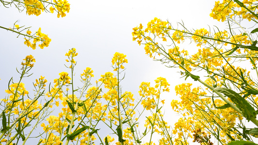 油菜花开视频