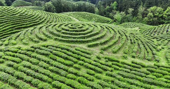 4k航拍贵州大地指纹茶园采茶视频