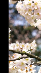 春天公园里盛开的桃花春天风景视频