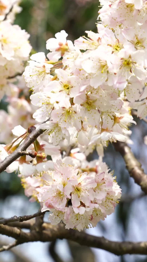 春天公园里盛开的桃花春天风景20秒视频