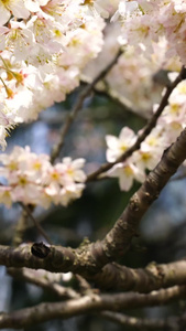 春天公园里盛开的桃花春天风景视频