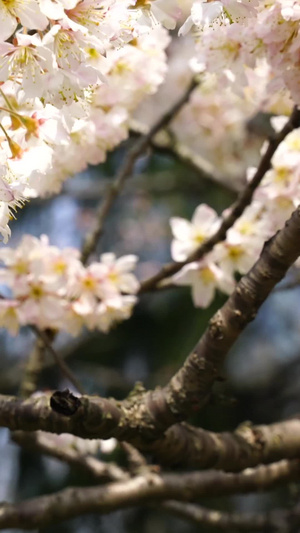春天公园里盛开的桃花春天风景20秒视频