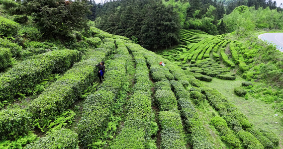 4k航拍贵州茶园采茶春茶视频