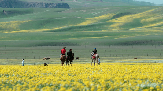 新疆伊犁草原花海上骑马的人视频