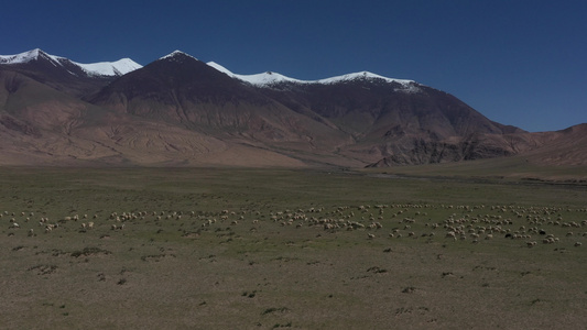 可可西里的藏羚羊航拍视频