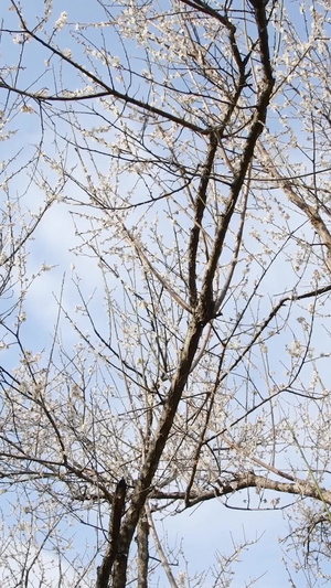 梅花梅花树14秒视频