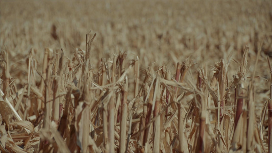 丰收后的玉米地视频