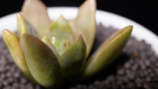 明月多肉植物盆栽绿植视频