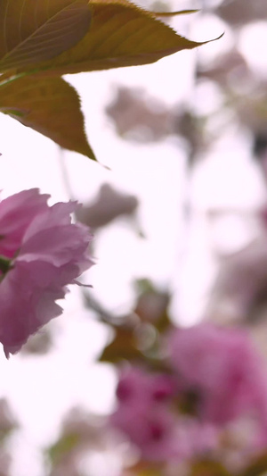不多见的日本晚樱樱花树21秒视频