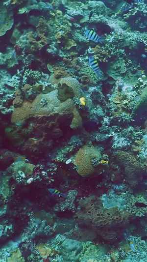 海底世界海龟实拍潜水拍摄7秒视频