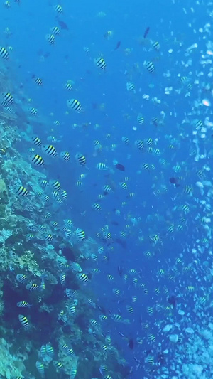 海底世界海龟实拍世界海洋日7秒视频