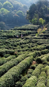 春天采山茶茶园航拍生态茶视频