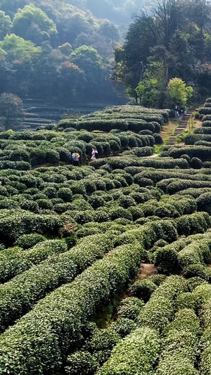 春天采山茶茶园航拍生态茶44秒视频