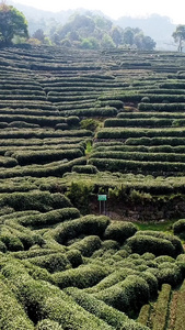 春天采山茶茶园航拍茶文化视频