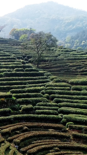 春天采山茶茶园航拍生态茶44秒视频