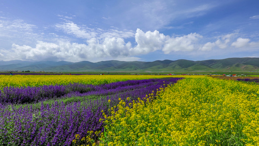 青海湖景区油菜花与薰衣草花田延时视频视频