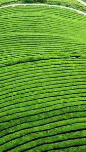 春天茶山航拍视频春茶节视频