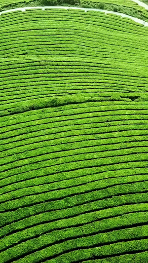 春天茶山航拍视频春茶节55秒视频