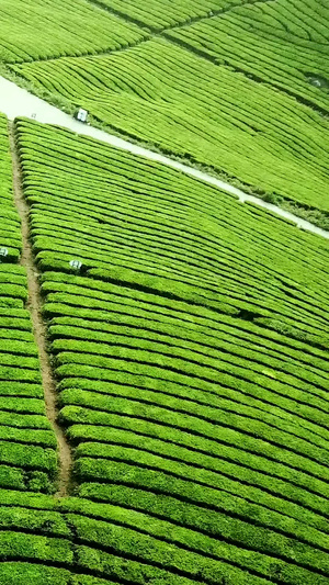 春天茶山航拍视频茶类宣传55秒视频