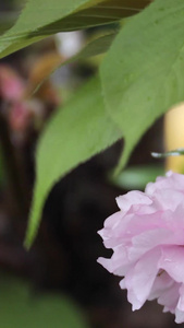 雨中樱花日本晚樱视频