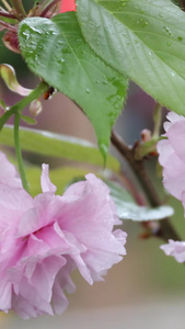 雨中樱花日本晚樱视频