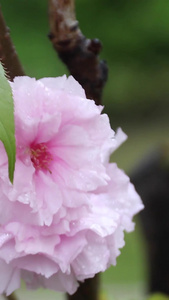 雨中樱花日本晚樱视频