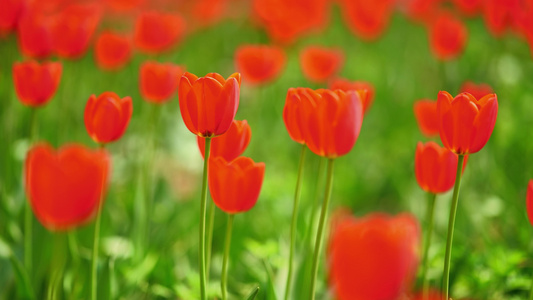 4K实拍春日赏花郁金香花海视频素材视频