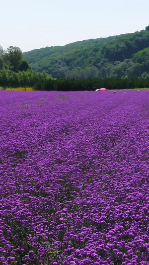 延安南泥湾薰衣草花海航拍延安旅游42秒视频