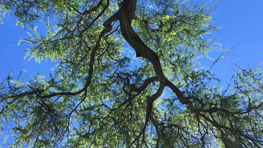 蓝色的天空郁郁苍苍的大树视频