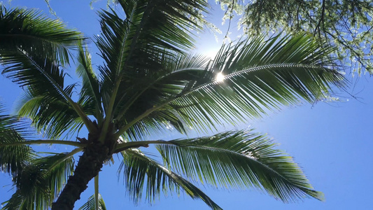 蓝色的天空椰子树穿透阳光视频