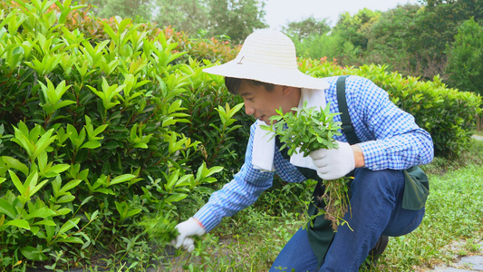 中年男性除草视频